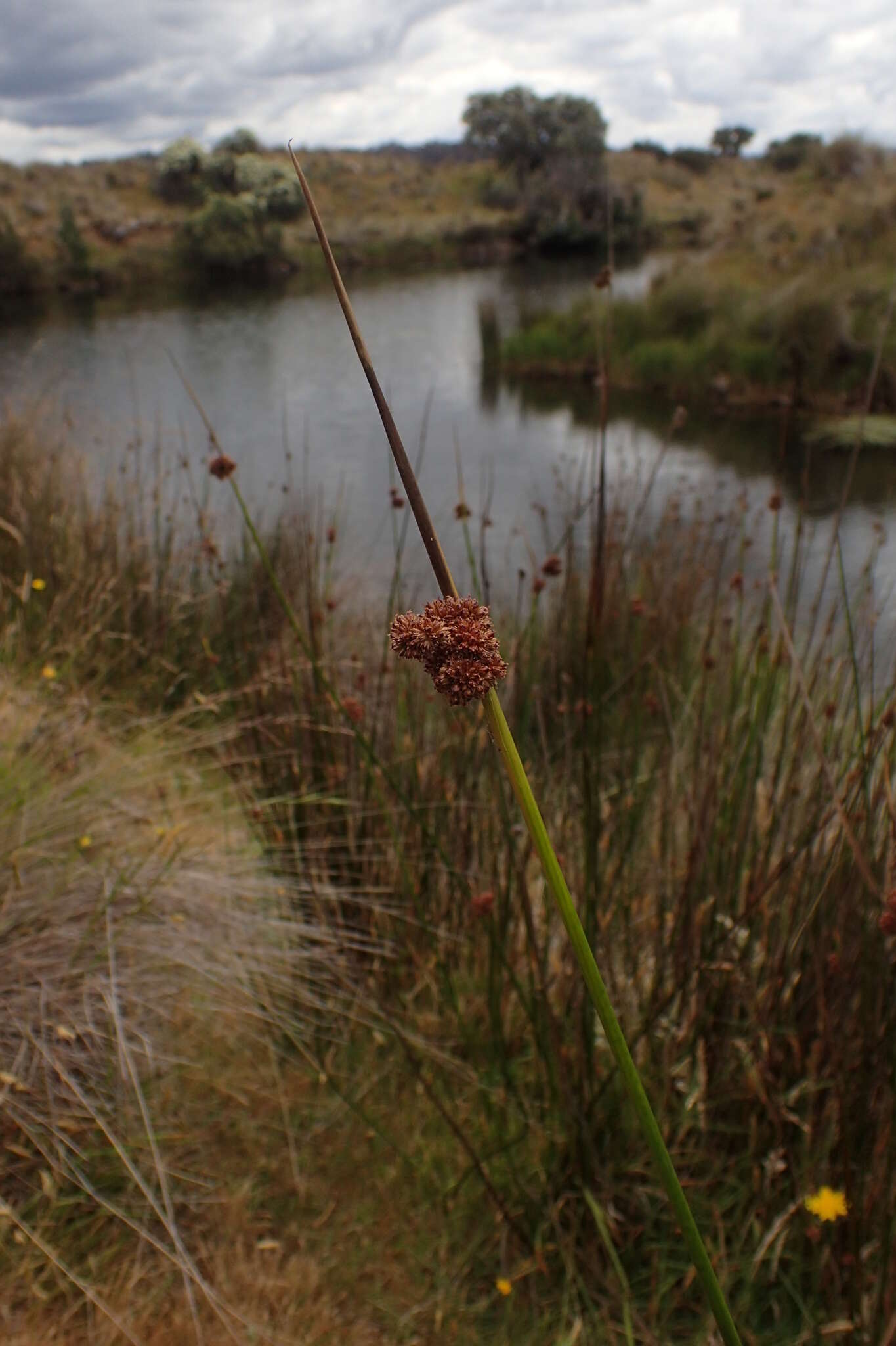 Image of Juncus astreptus L. A. S. Johnson