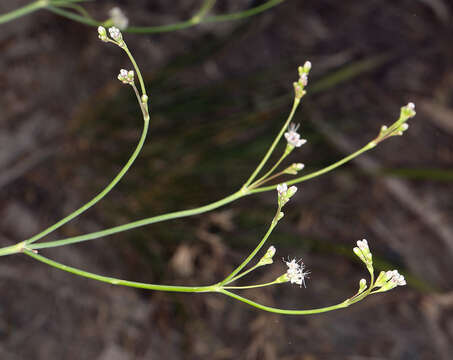 Imagem de Eriogonum elatum var. elatum