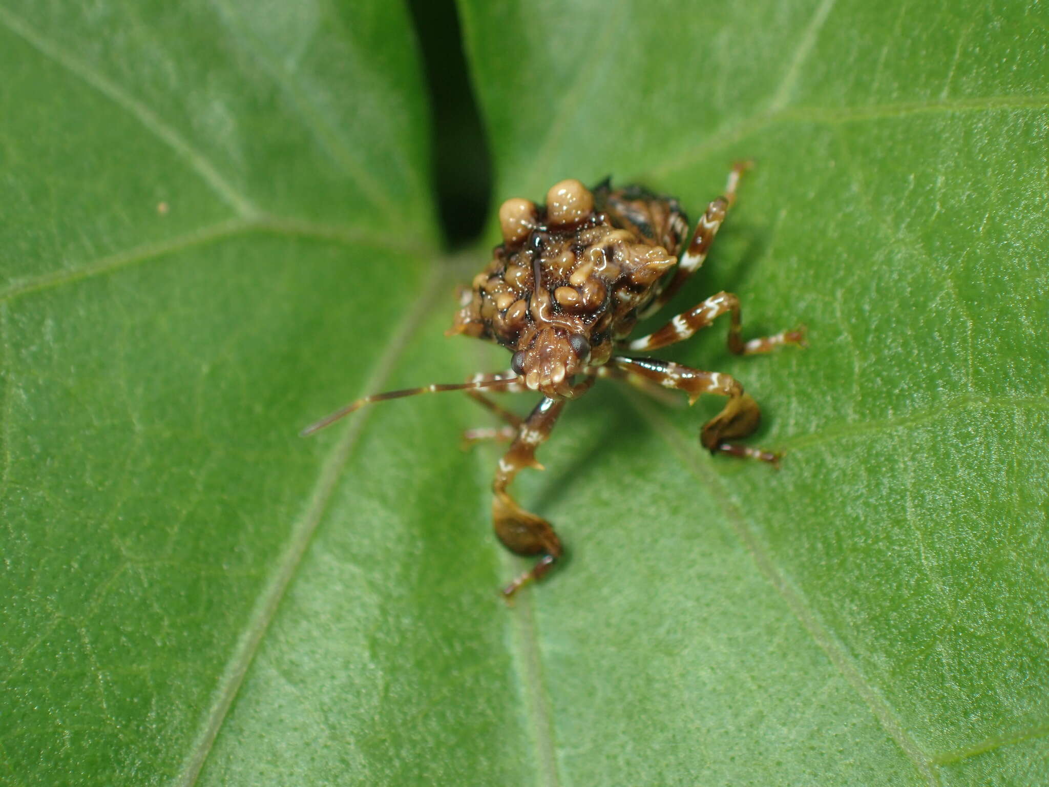 Image de Cazira verrucosa (Westwood 1835)