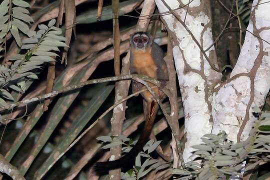 Imagem de Aotus nigriceps Dollman 1909