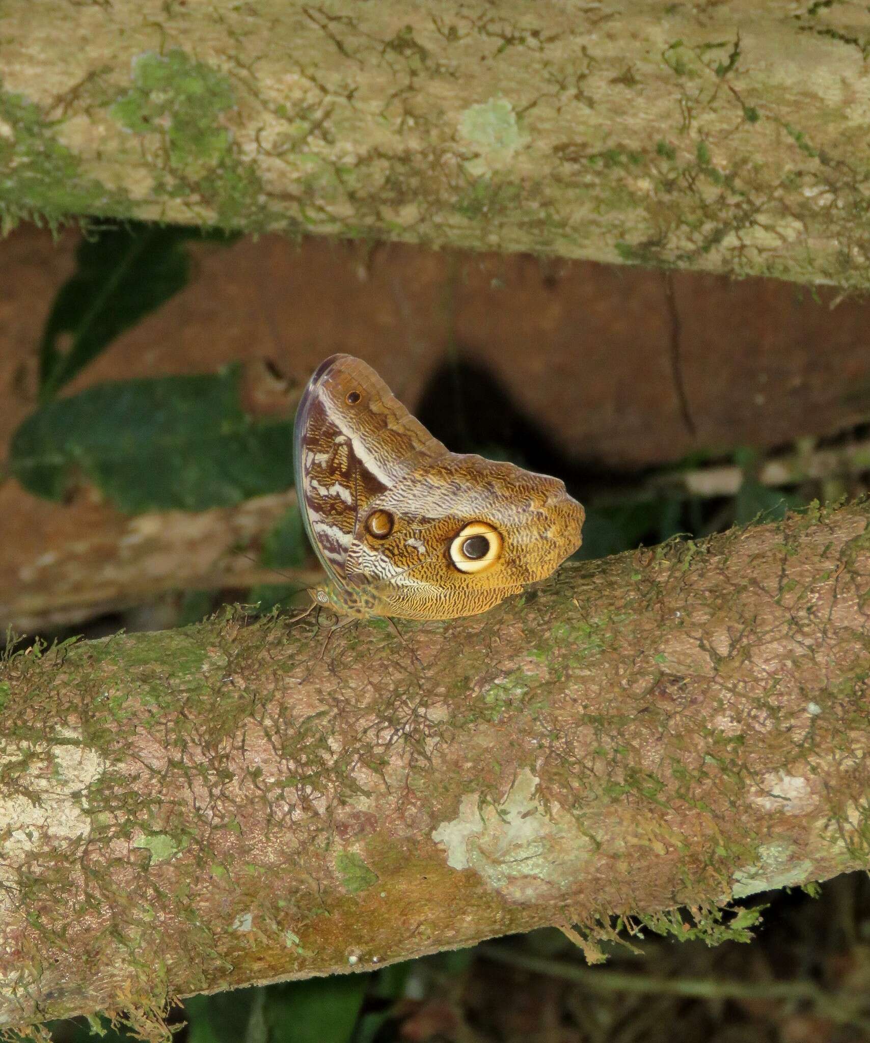 Image of Caligo idomeneus Linnaeus 1758