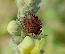 Image of <i>Carpocoris <i>mediterraneus</i></i> mediterraneus