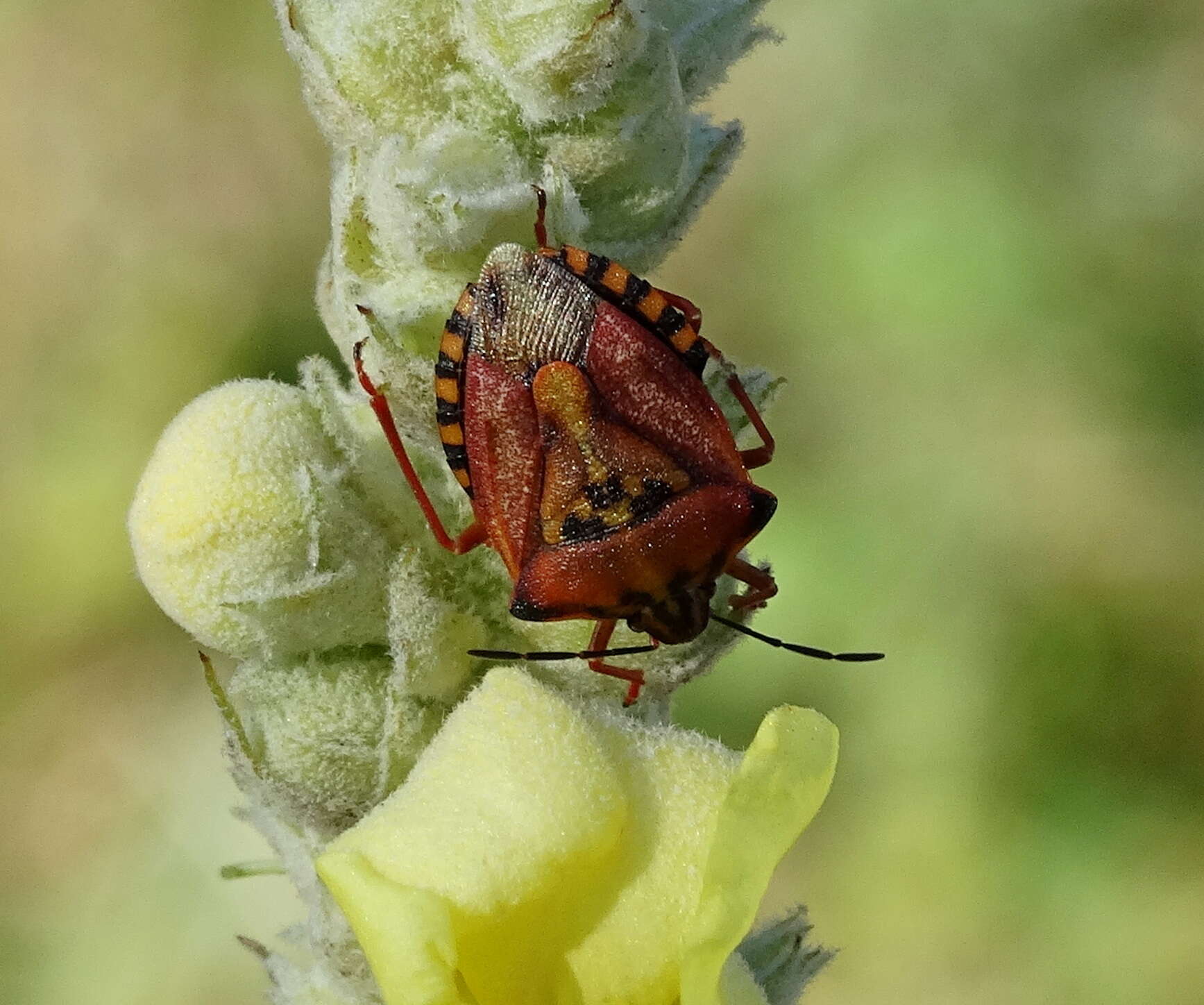 Image of <i>Carpocoris <i>mediterraneus</i></i> mediterraneus