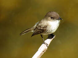 Image of Eastern Phoebe