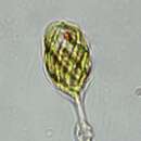 Image of Monomorphina pyrum