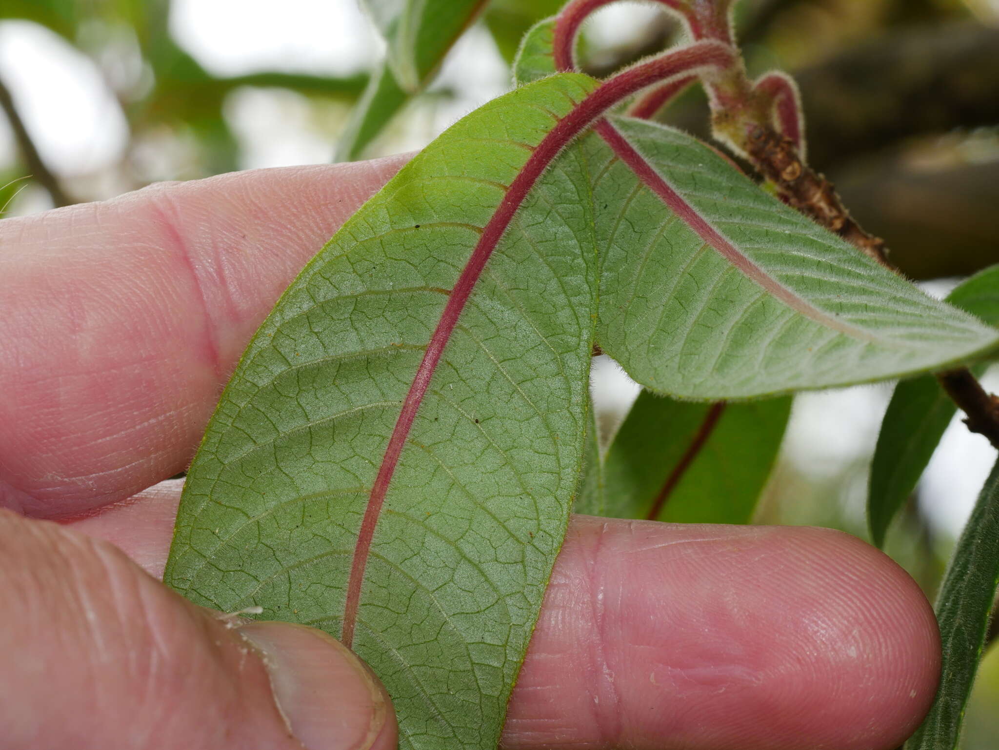 Image of Bolivian fuchsia