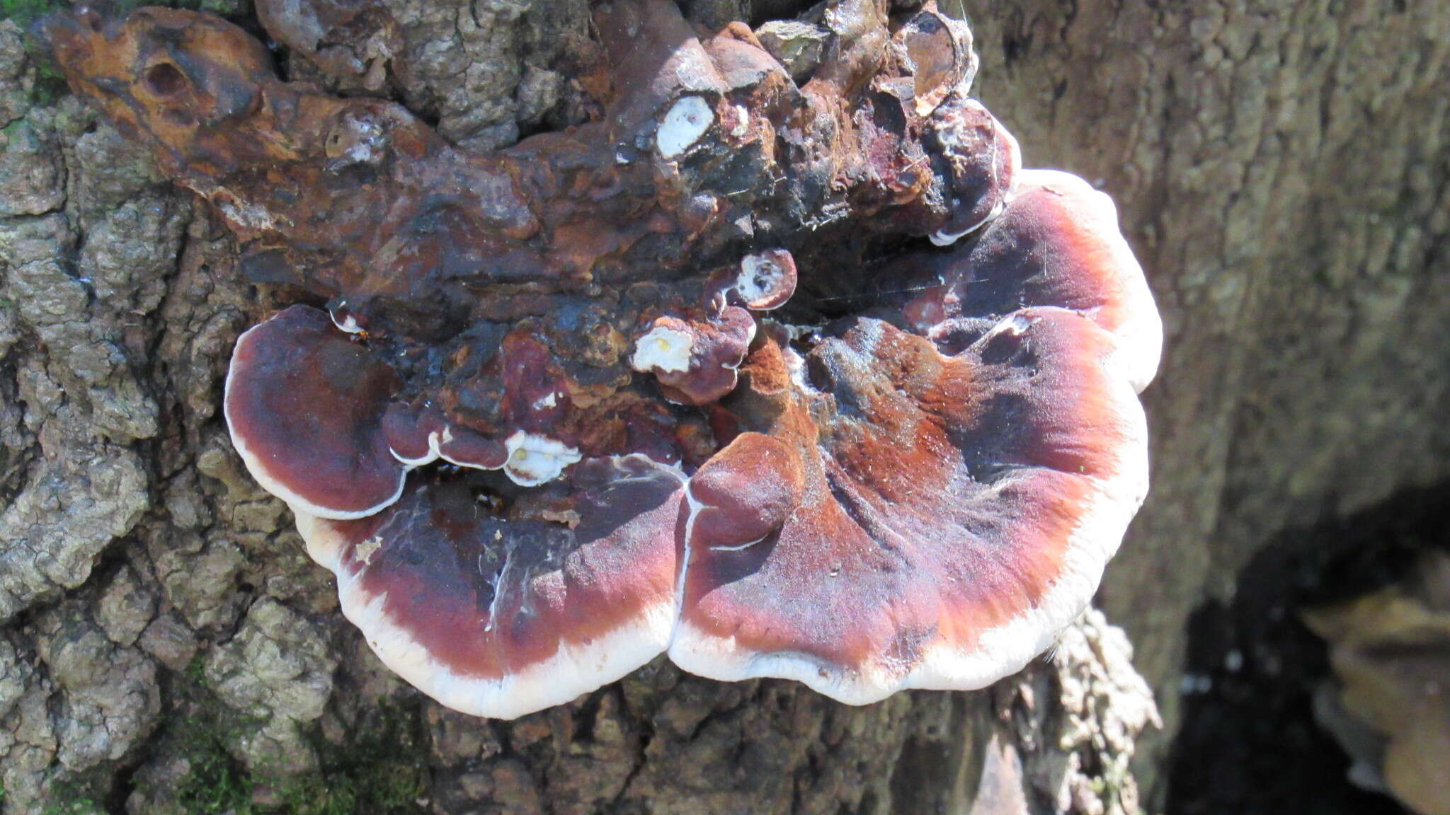 Image of Late fall polypore