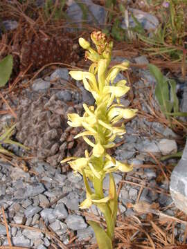 Imagem de Platanthera brevifolia (Greene) Senghas