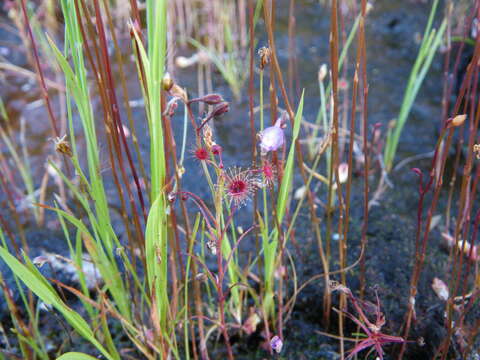 صورة Drosera banksii R. Br. ex DC.