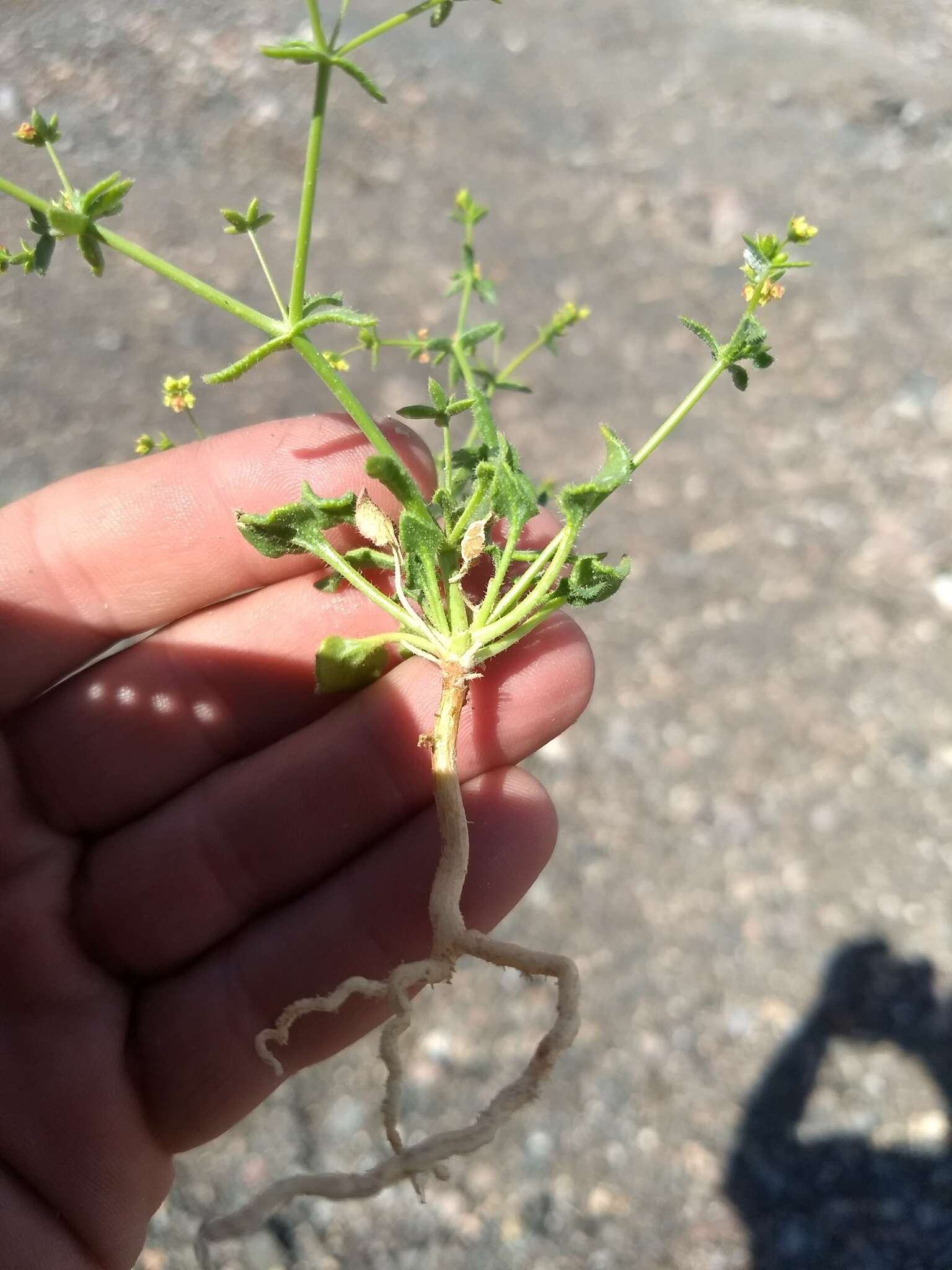 Image of Eriogonum galioides I M. Johnst.