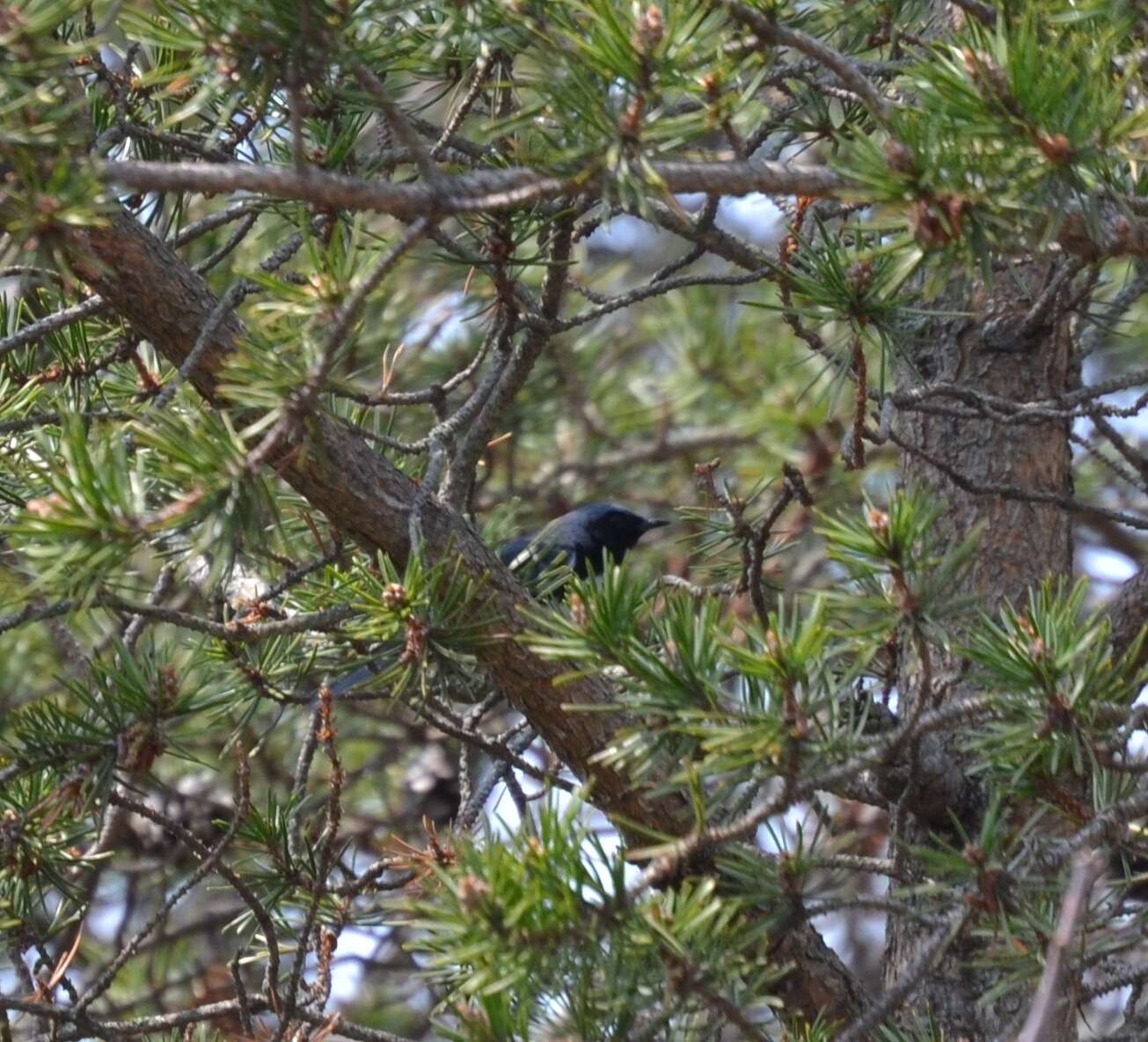 Image of Black-throated Blue Warbler