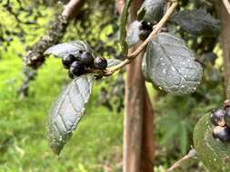 Image of Citharexylum sulcatum Moldenke