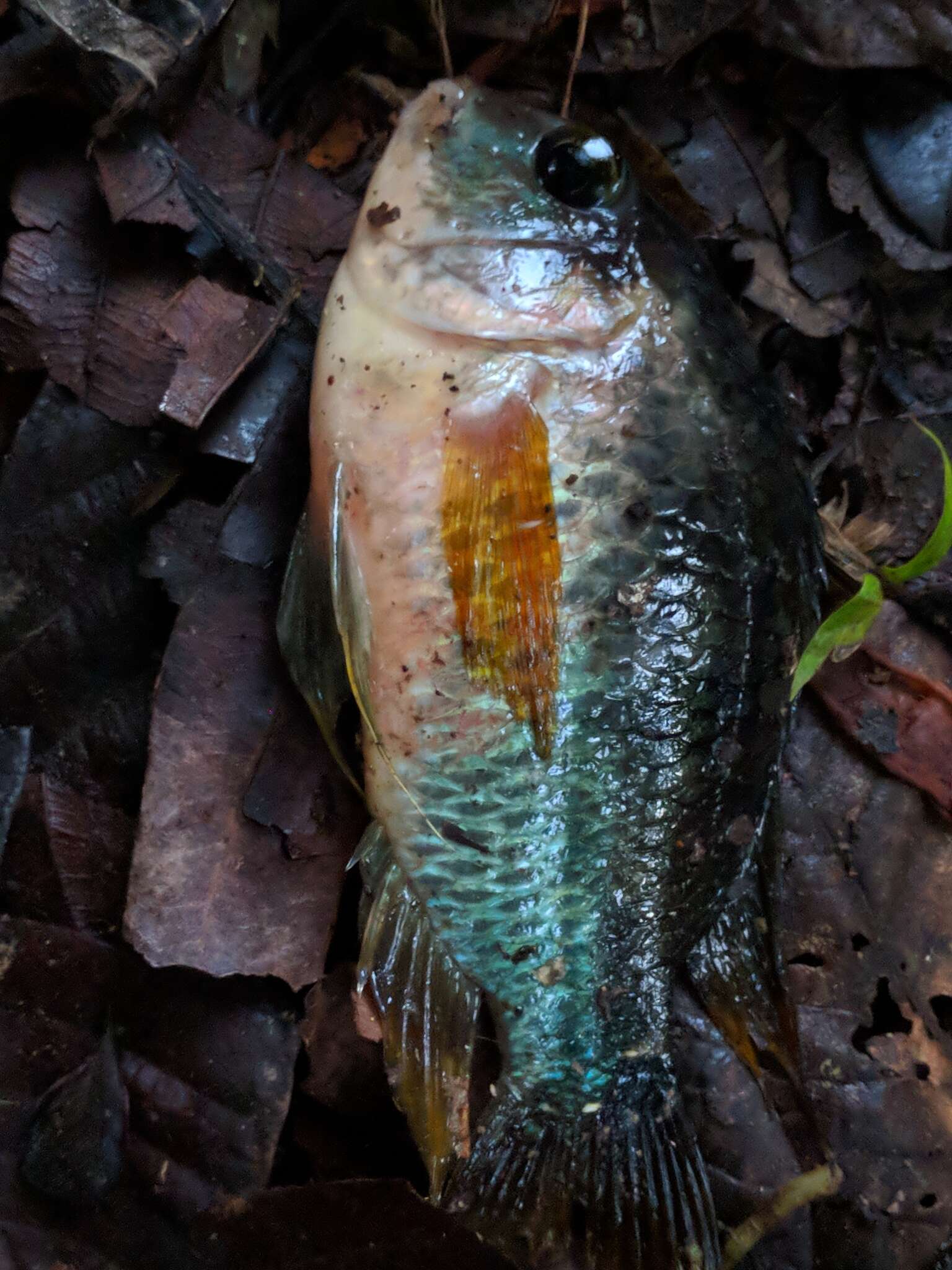 Image of Saddle cichlid