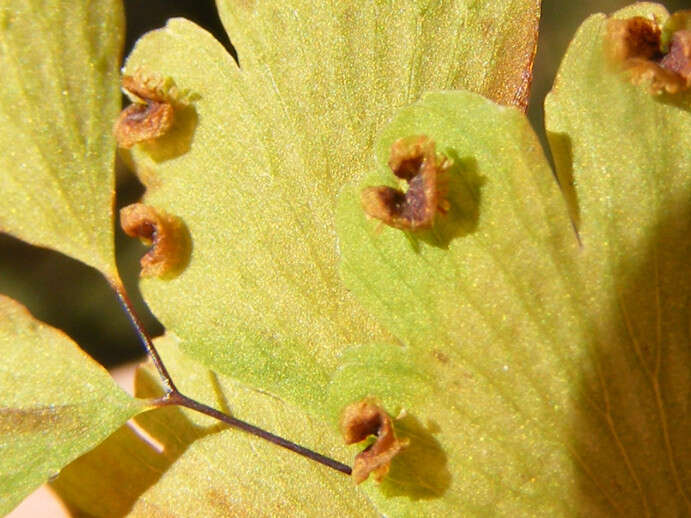 Image de Adiantum raddianum C. Presl