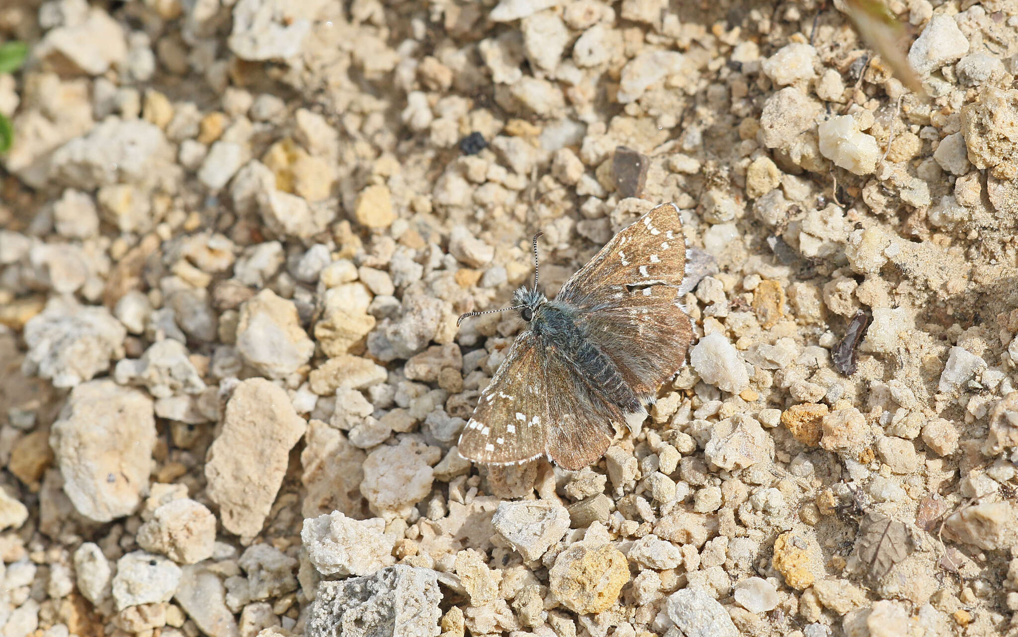 Image of Alpine Grizzled Skipper