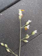 Image of desert grass