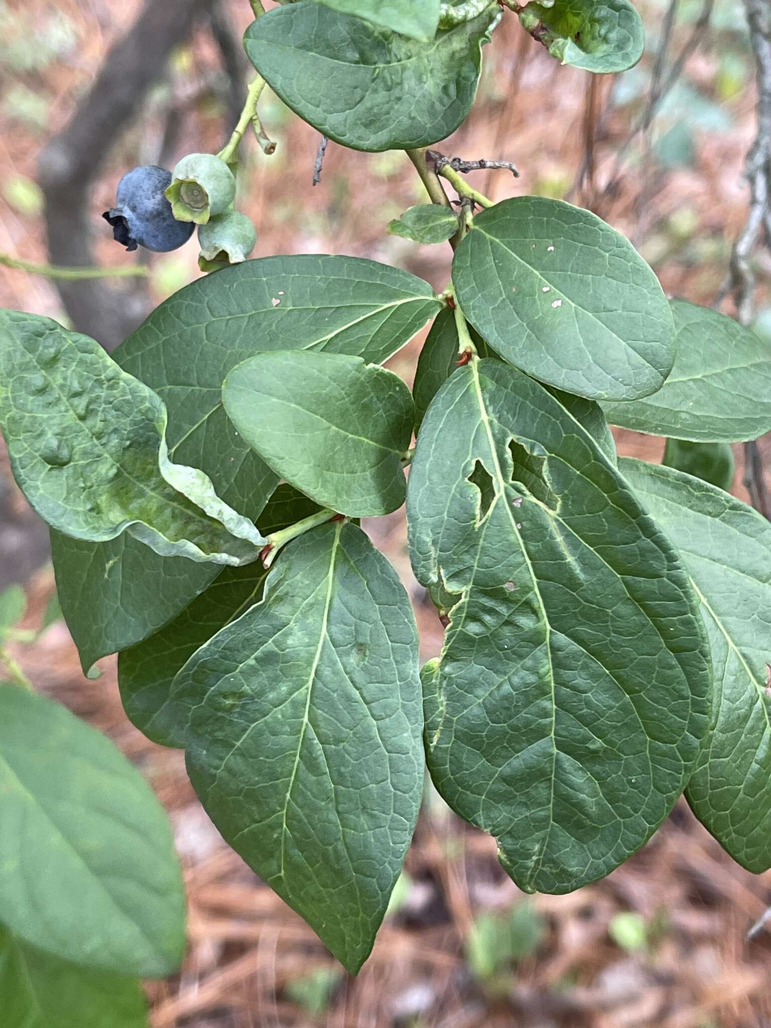 Sivun Vaccinium formosum Andr. kuva