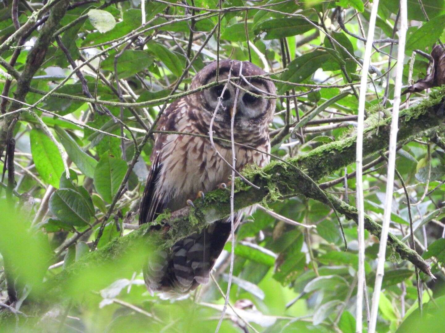 Image of Fulvous Owl