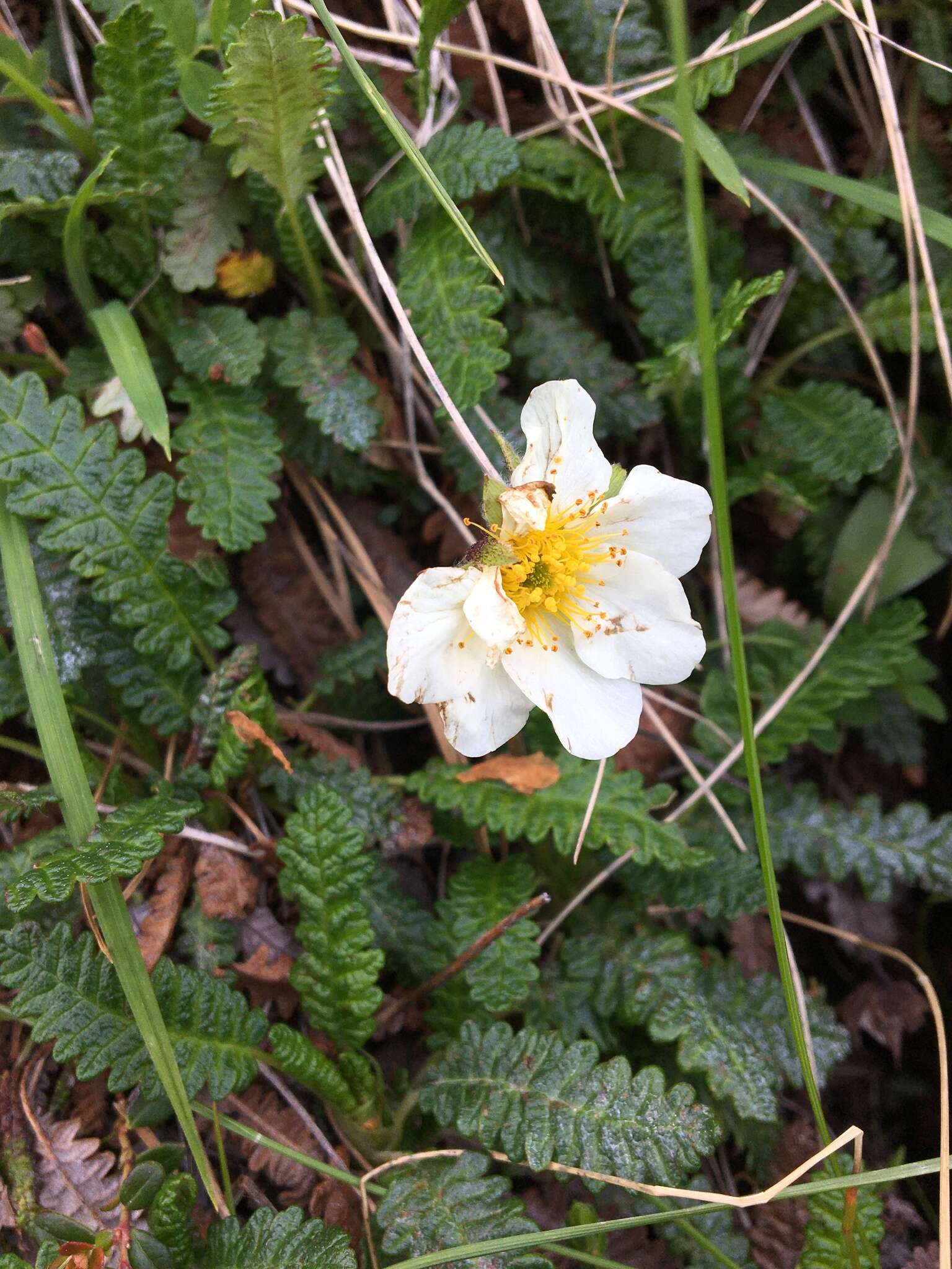 صورة Dryas octopetala subsp. alaskensis (A. Pors.) Hult.