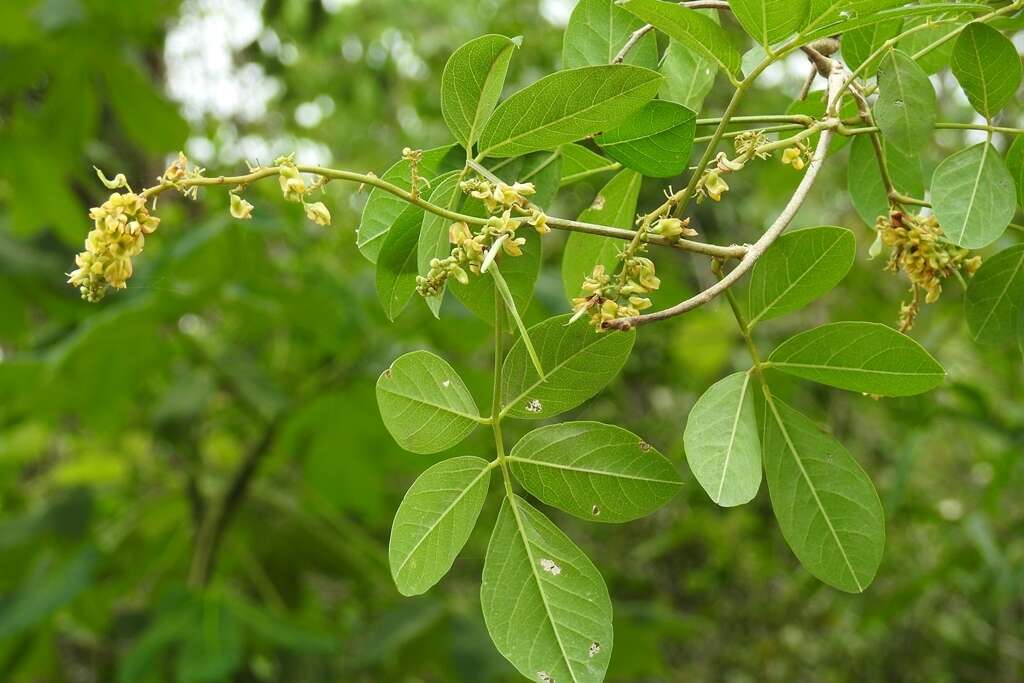 Image of Nissolia fruticosa Jacq.