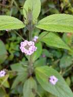 Image of threeleaf shrubverbena