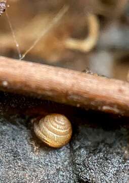 Imagem de Strobilops labyrinthicus (Say 1817)