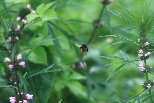 Image of Bombus flavescens Smith 1852