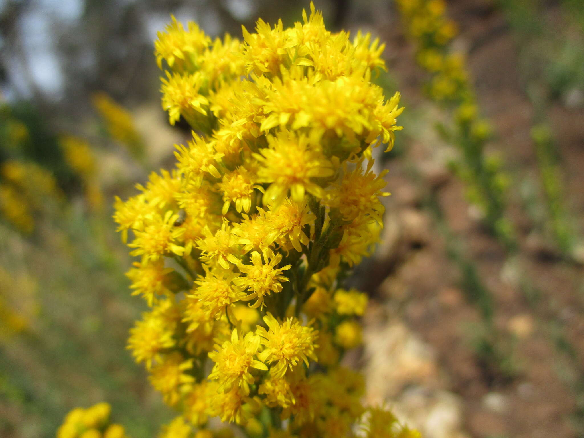 Sivun Solidago velutina DC. kuva