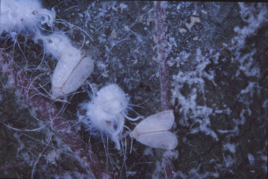 Image of Whitefly