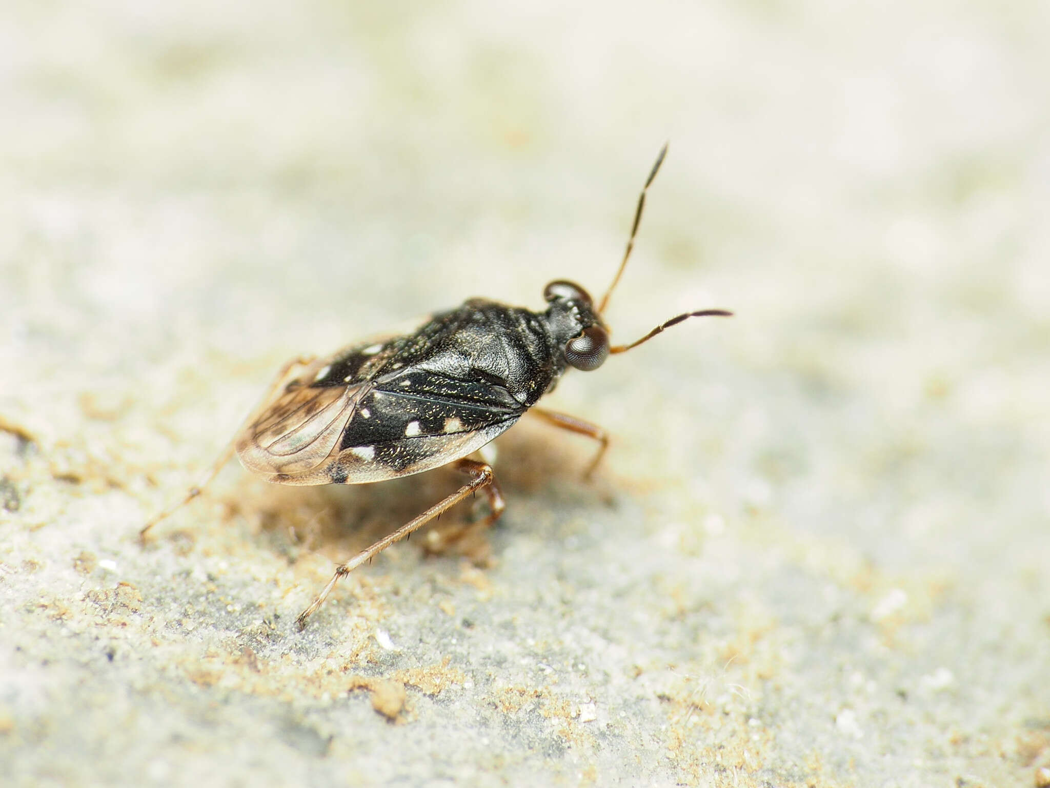 صورة Micracanthia humilis (Say 1832)