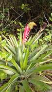 Image of Aechmea ornata (Gaudich.) Baker