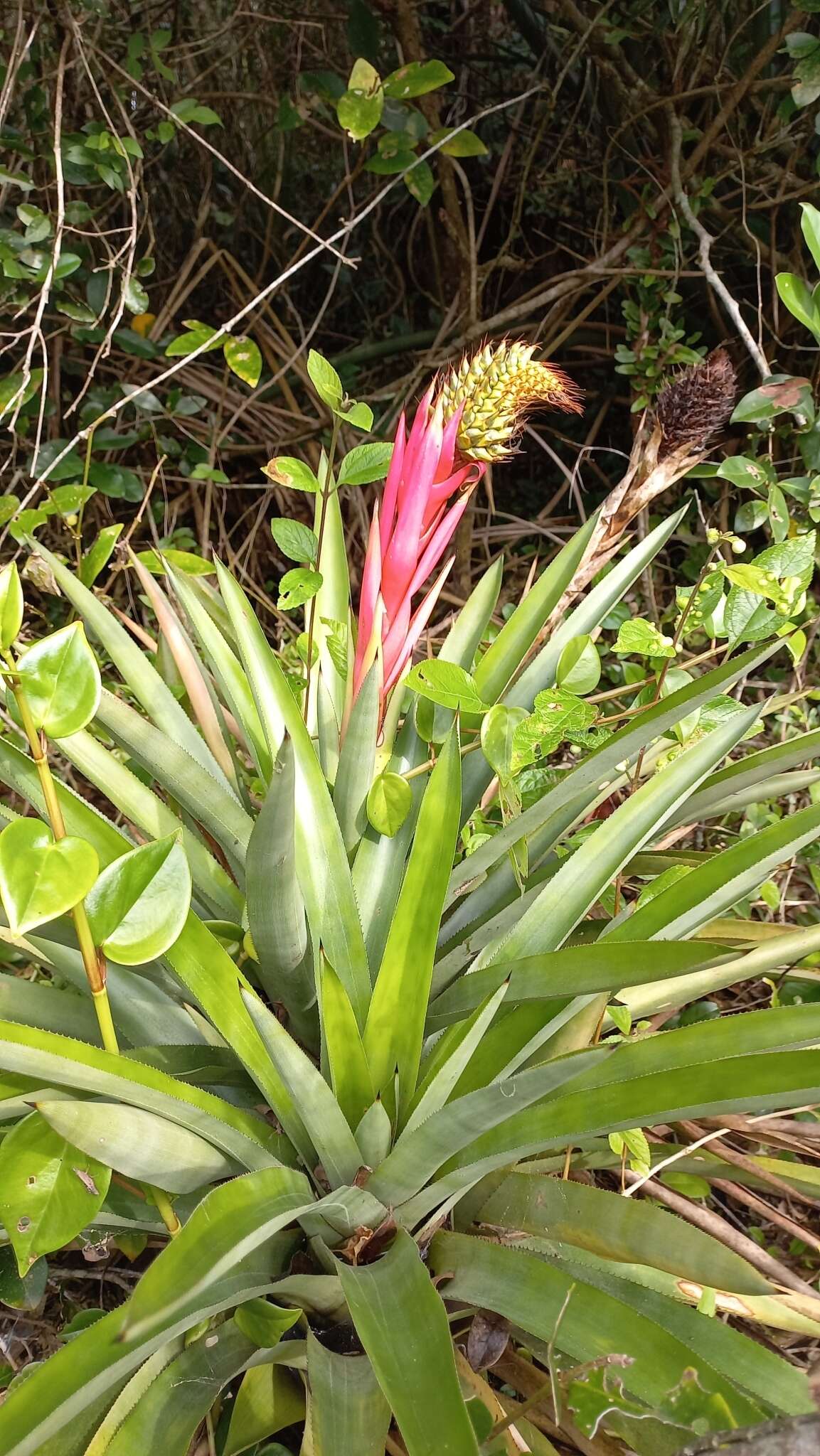 Image of Aechmea ornata (Gaudich.) Baker