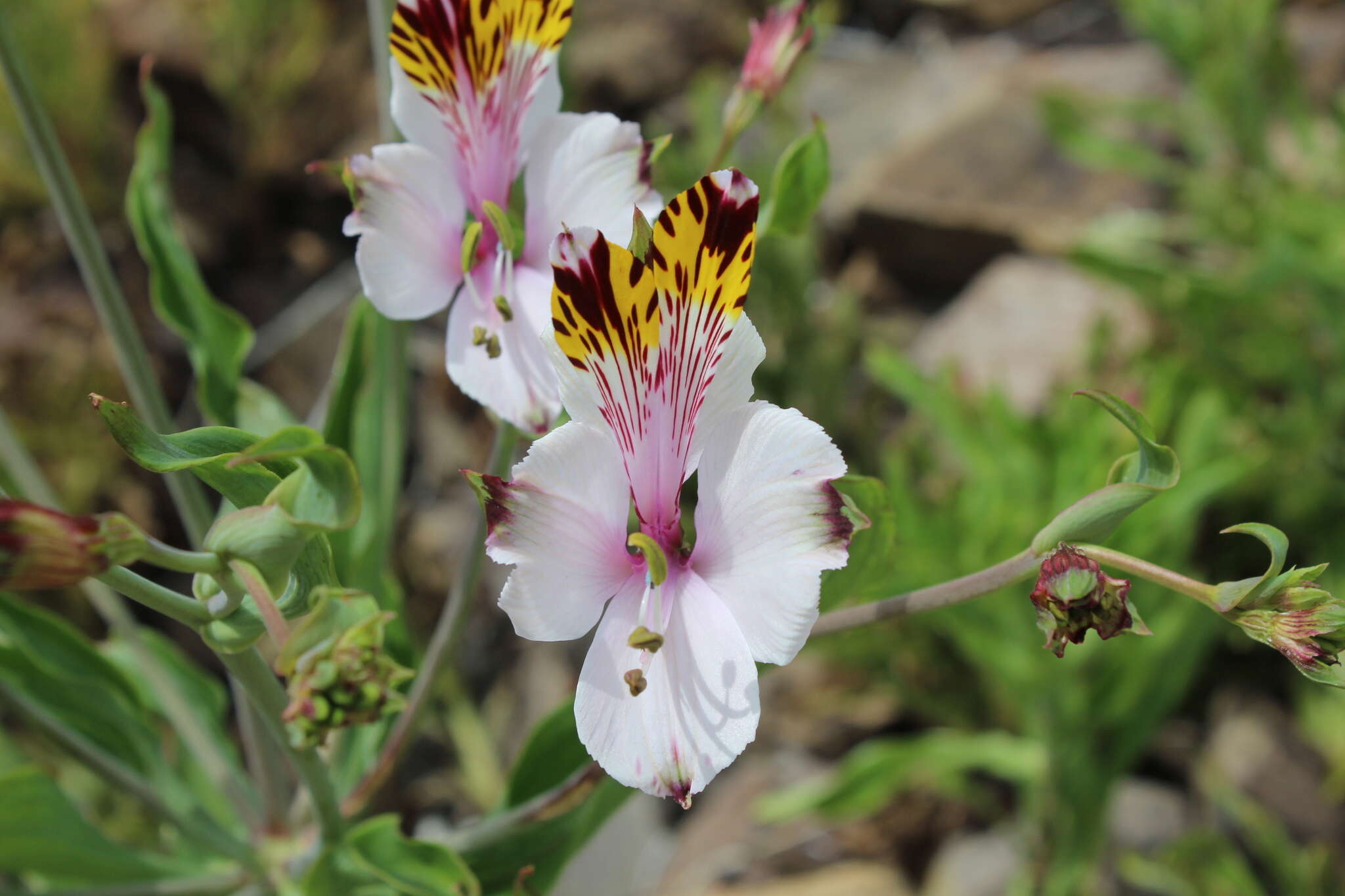 Image of Alstroemeria pulchra Sims