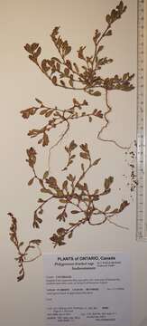 Image of Fowler's knotweed