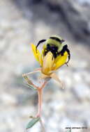 Image of Tiehm's blazing star