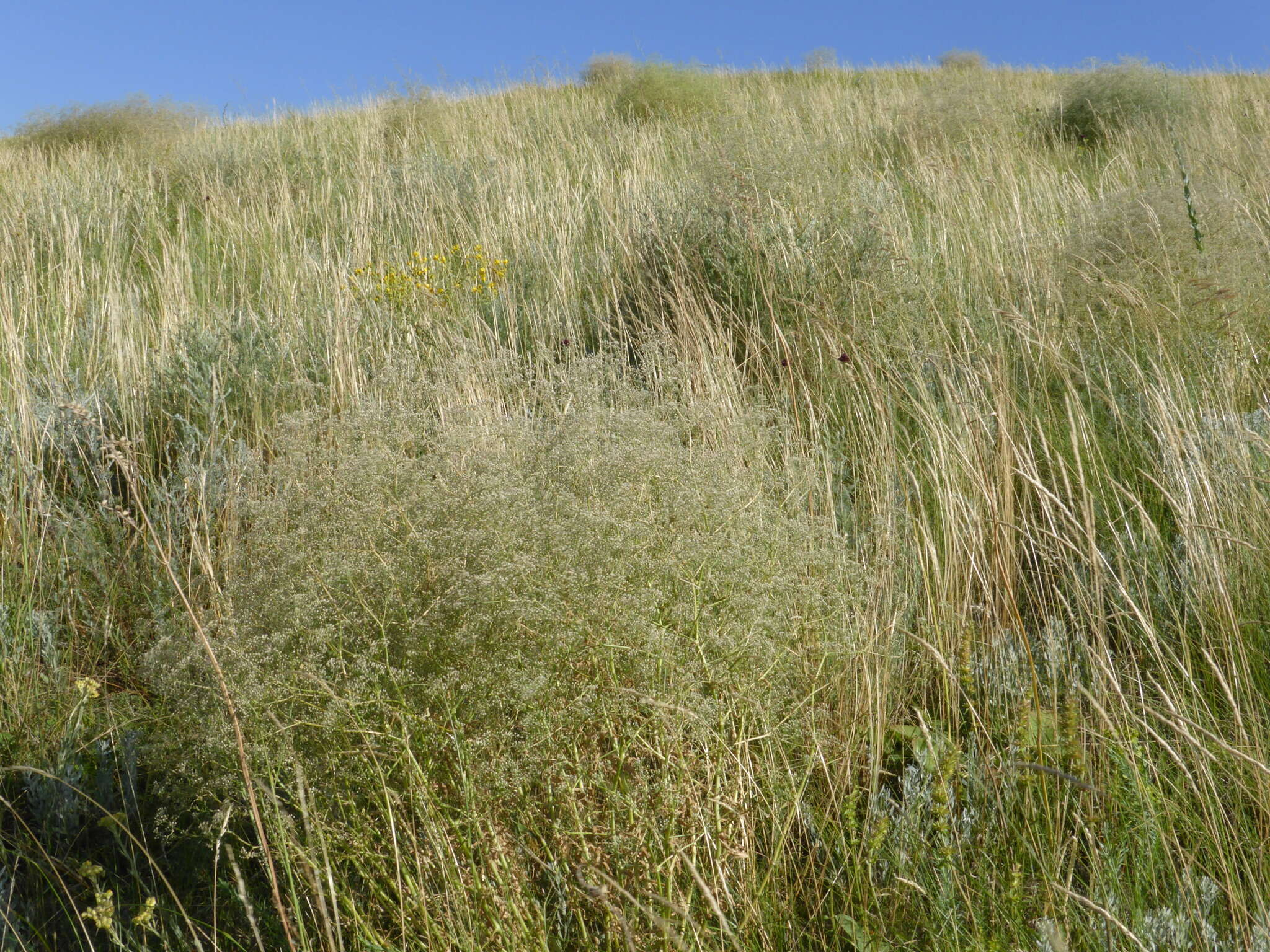 Imagem de Gypsophila paniculata L.