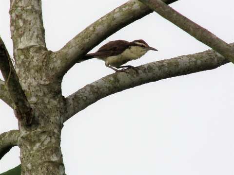 Image of Bicolored Wren