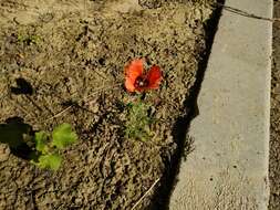 Image of Papaver pavoninum Fisch. & C. A. Mey.