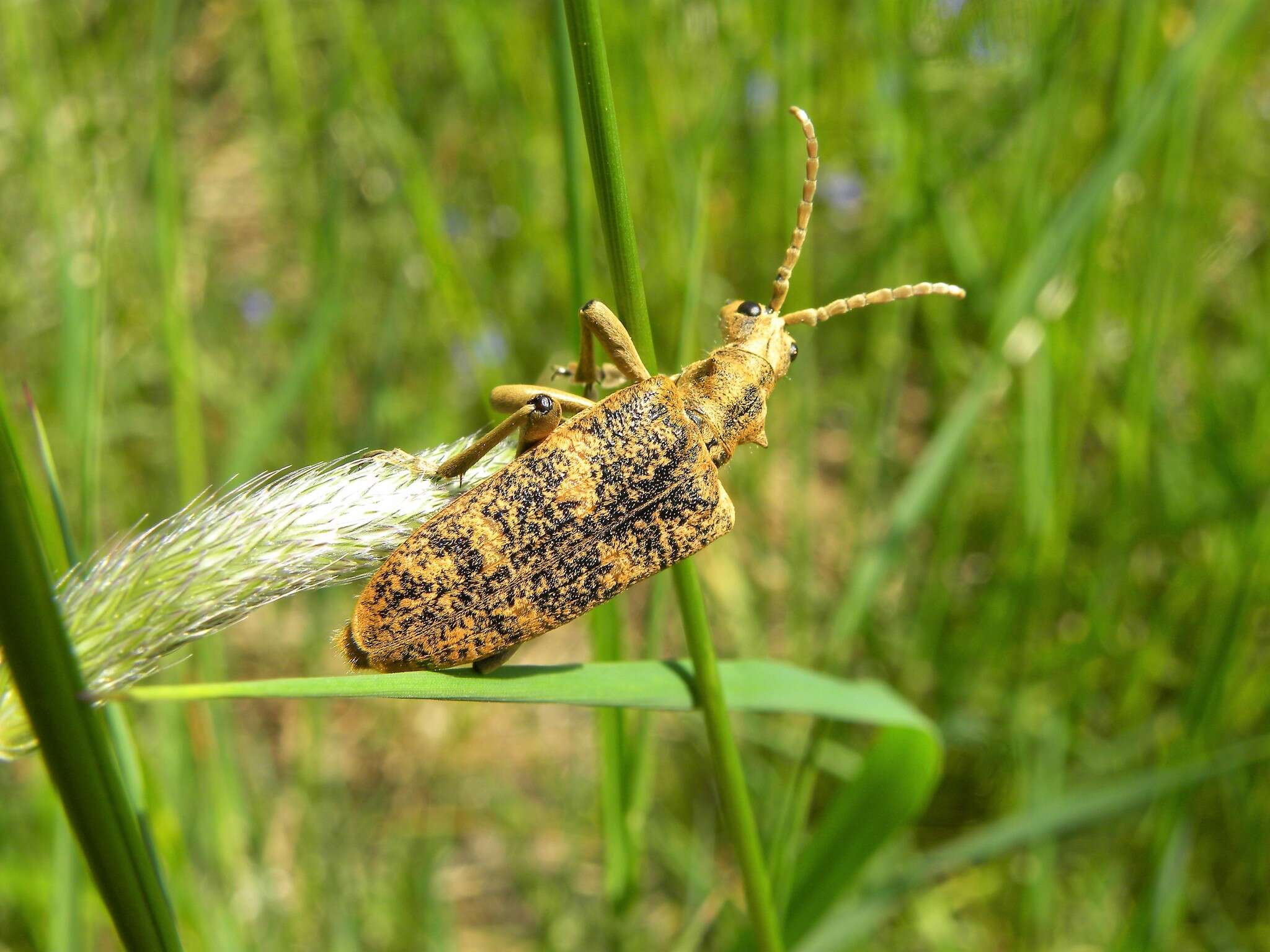 Image of Rhagium (Megarhagium) sycophanta (Schrank 1781)