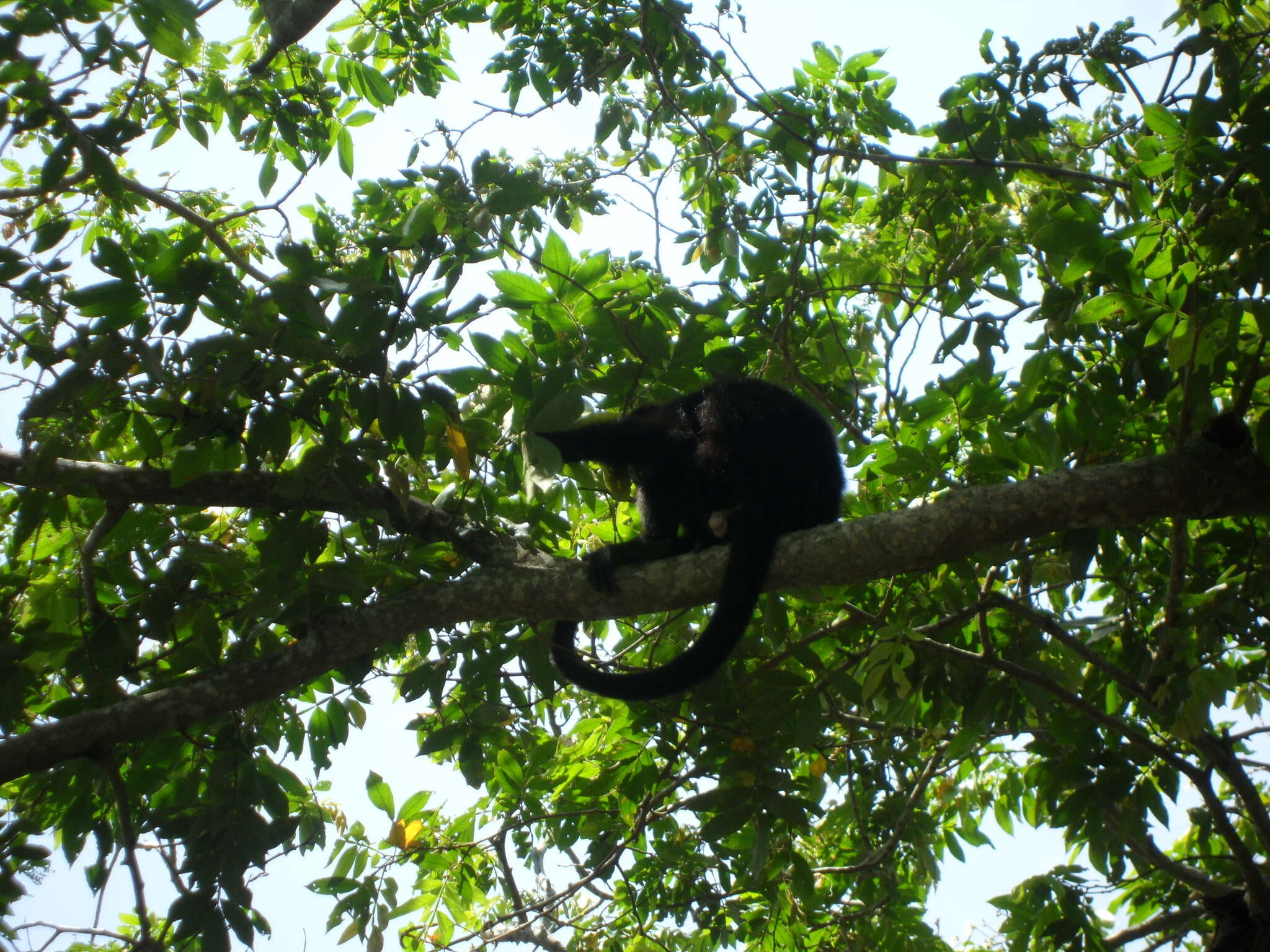 Image of Black Howling Monkey