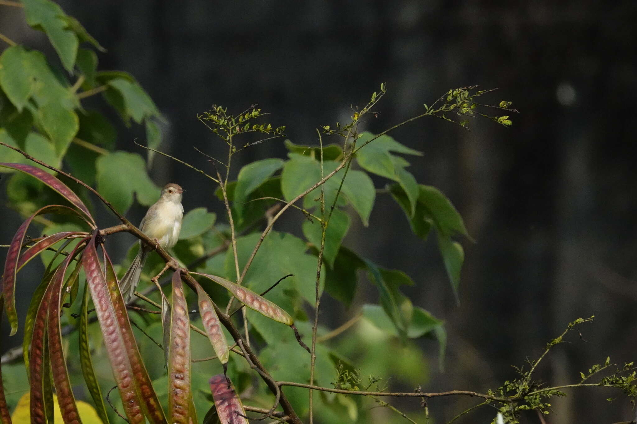 Plancia ëd Prinia inornata flavirostris (Swinhoe 1863)