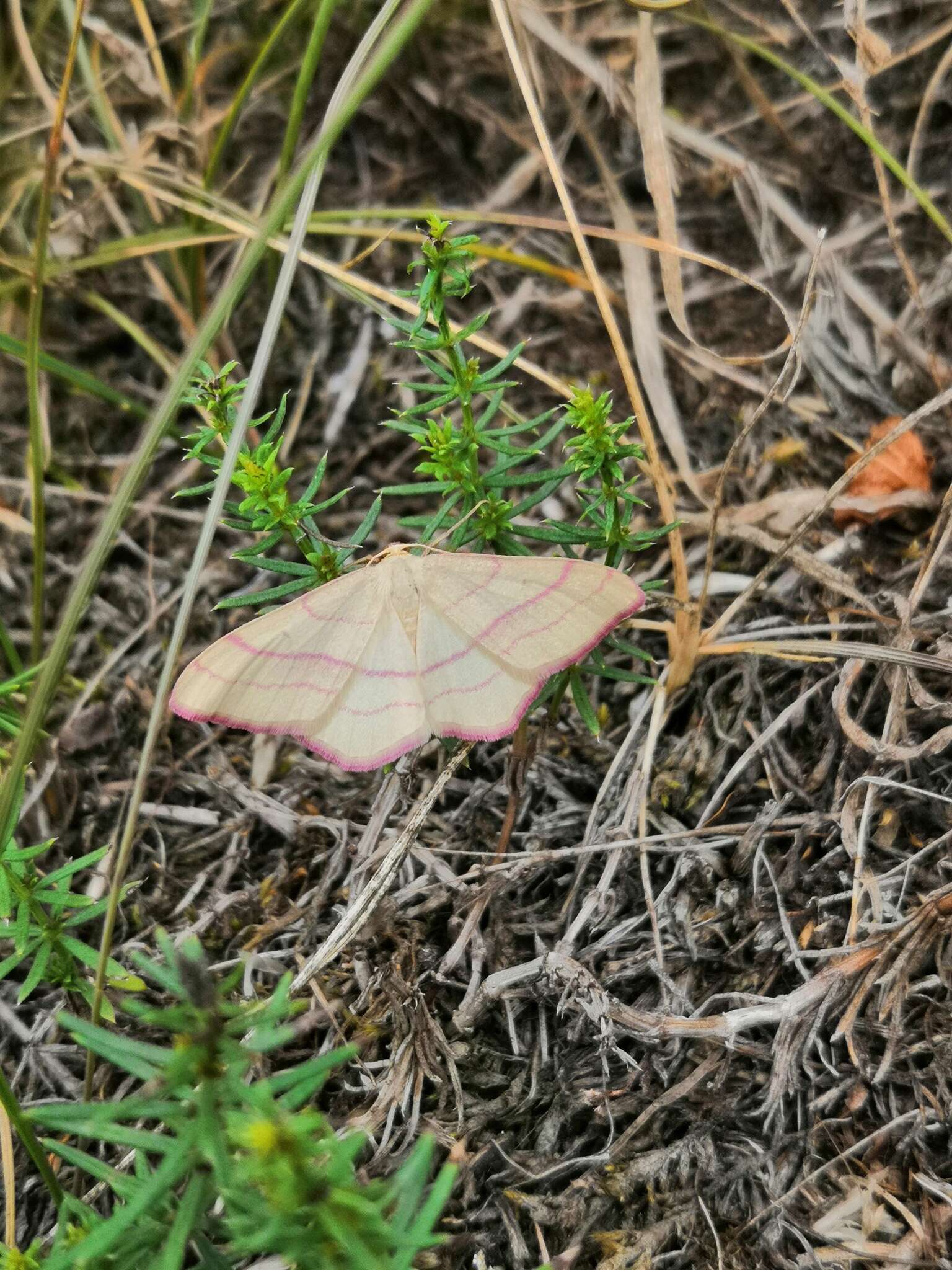 Rhodostrophia vibicaria Clerck 1759的圖片