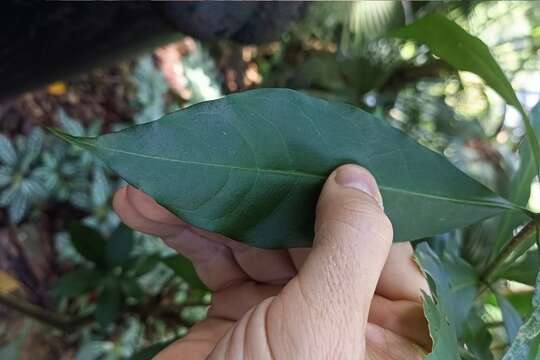 Image of Rauvolfia verticillata (Lour.) Baill.