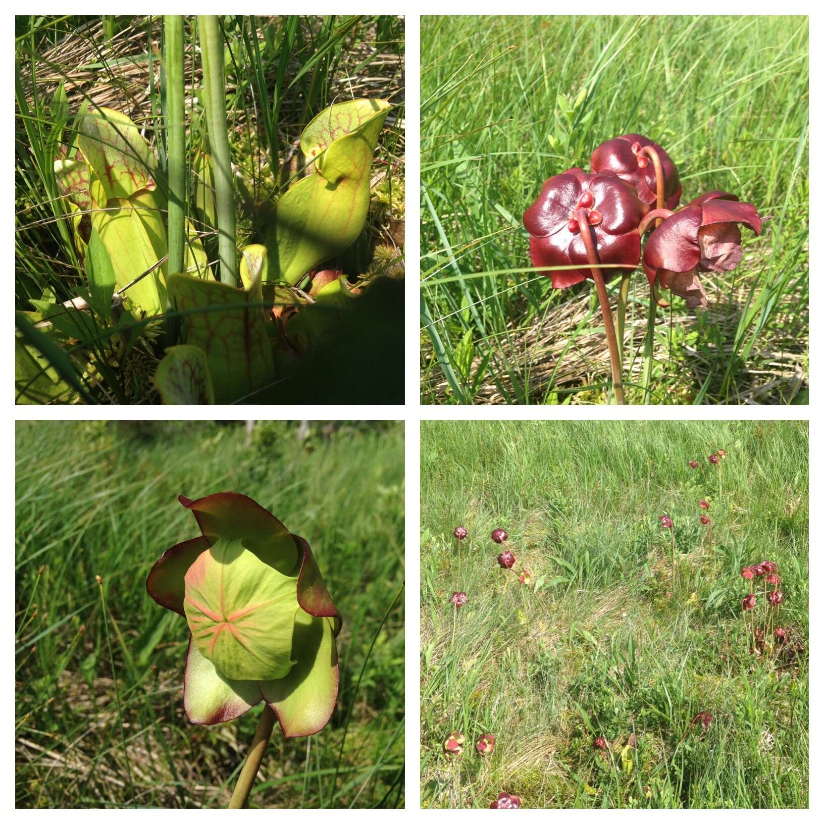 Image of purple pitcherplant