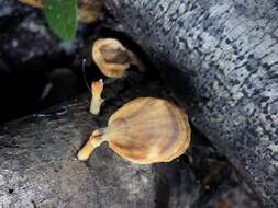 Image of Trametes modesta (Kunze ex Fr.) Ryvarden 1972