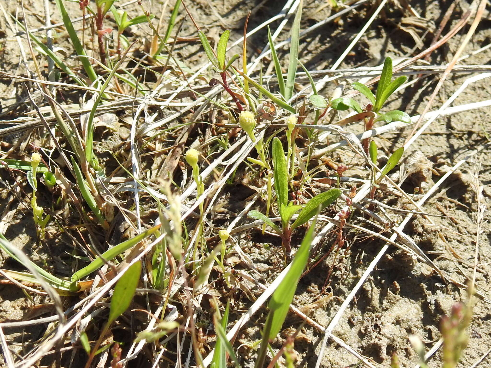 Image of pygmy prairiedawn