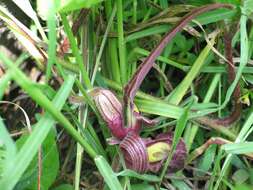 Image of Aristolochia foetida Kunth