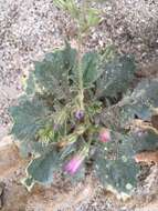 Image of broad-leaf gilia