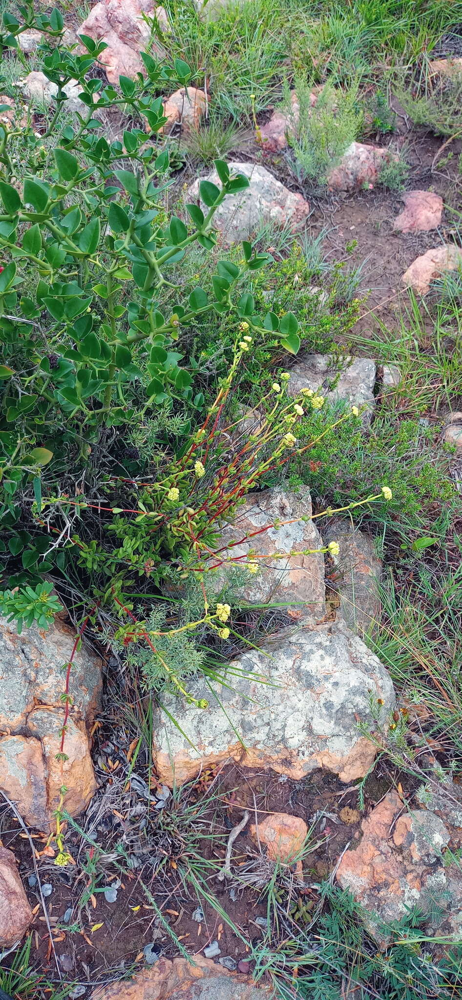 Image of Crassula latibracteata Tölken