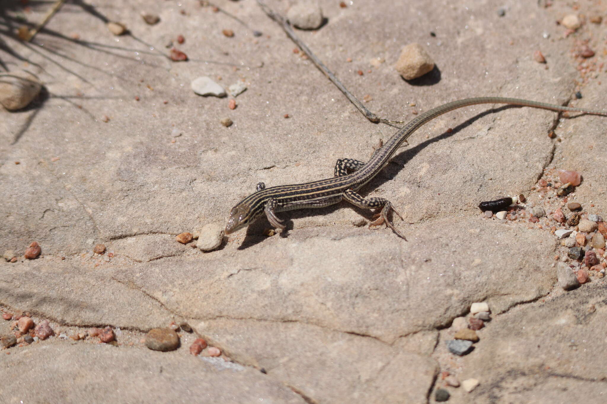 Image of Aspidoscelis neotesselatus (Walker, Cordes & Taylor 1997)